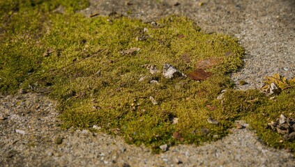Close-up of lively moss clusters thriving on an aged concrete slab under sunlight, highlighting their unique textures, forms, and hues