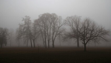 Misty dawn with tree outlines, weather conditions, nature scene, overcast day with light rain