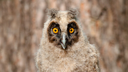 great horned owl