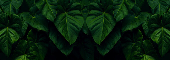 Forest green leaves in the dark background.