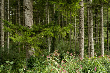 Lush Evergreen Foliage of Coniferous Trees in a Forest
