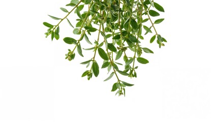 Obraz premium Fresh oregano sprigs suspended in the air against a white backdrop