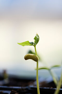 Close-up shot of plant seedling