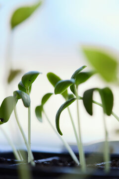 Microgreens plants in plastic container