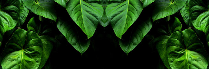 Abstract greenish color big leaves background. image