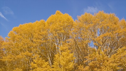 European Beech Tree Displaying Vibrant Yellow and Orange Autumn Leaves