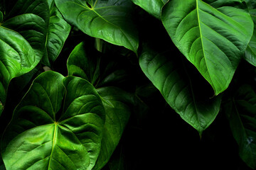 Big green leaves background. image