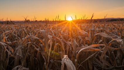 Dry corn stalk fields under a glowing orange sky lit by the rising sun near the horizon
