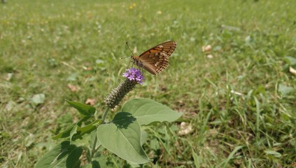 Fototapeta premium Stunning brown butterfly perched atop a high green stalk