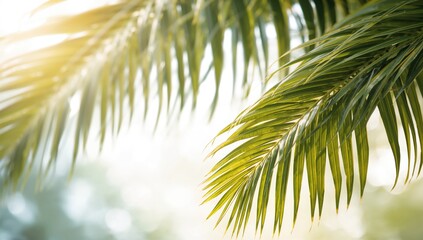 Fototapeta premium Sunlit lush palm fronds glowing in daylight