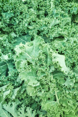 Close up photo of freshly cut and washed organic kale, selective focus.