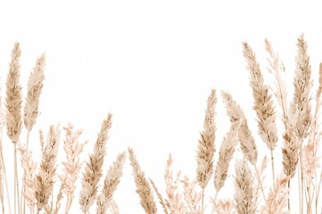 Fototapeta premium Watercolor illustration of pampas grass with bohemian floral borders in soft neutral tones. Botanical boho design elements on white background, perfect for wedding invitations, cards, and stickers.