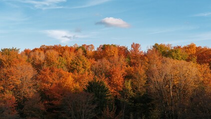 Vibrant fall foliage with vivid leaves and empty space