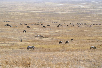 Africa, Tanzania, Ngorongoro, zebras & buffalos & gnus