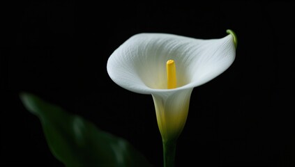 Blooming Calla Lily Flower on a Dark Background