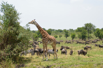 Africa, Tanzania, Segengeti, giraffe, zebras & gnus