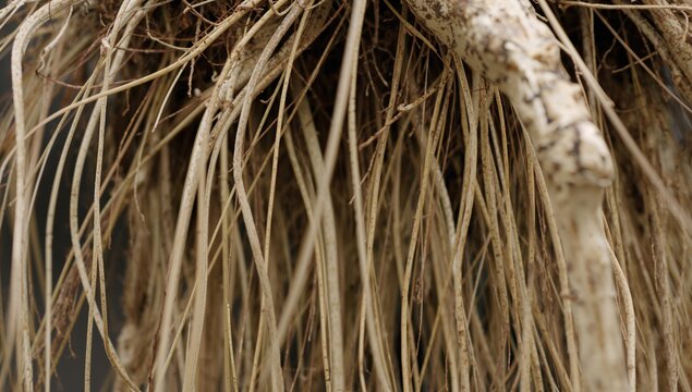 Detailed view of Dendrobium nobile orchid roots showing velamen layer