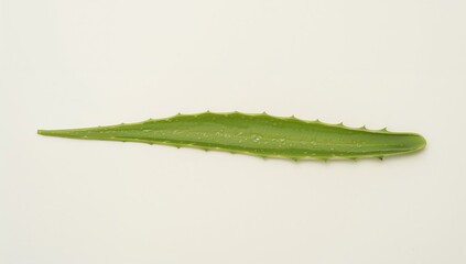 Naklejka premium Green aloe vera leaf isolated on a clean white surface