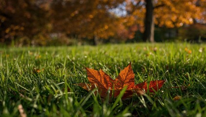 Autumn leaf resting on green grass
