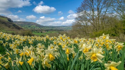 Obraz premium A lively meadow filled with white and yellow daffodils blossoming against a rich green background.
