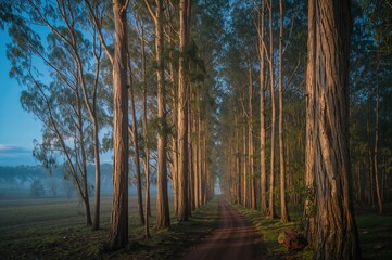 Fototapeta premium Eucalyptus lined streets in the neighborhood