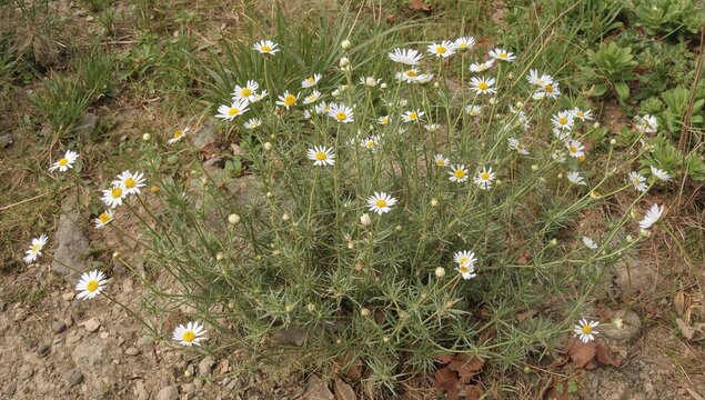 Anacyclus Pyrethrum, Also Known as Pellitory and Spanish Chamomile, is a Healing Herb in Traditional Medicine
