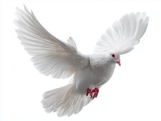 A pristine white dove in mid flight with wings spread wide against a bright white background space