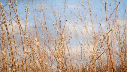 Fototapeta premium Charming springtime willow branches basking in sunlight
