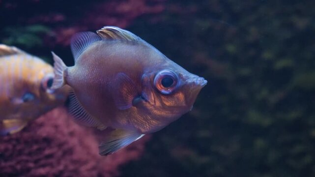 Boarfish also known as Capros Aper Swimming in the Deep Water. Colorful Fish in the Aquarium. Slow Motion 4K Close Up Shot. Water Reflections are Visible.