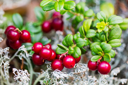 Juicy cranberries growing on tree