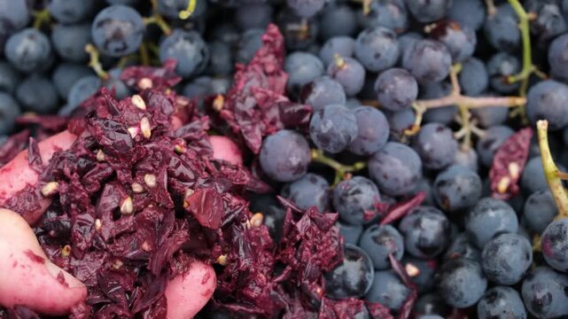 Drape Pomace or Marc in the Winemaker's Hand against a Purple Grape Background. Skins, Pulp, and Seeds of the Fruits. Wine-making Process.