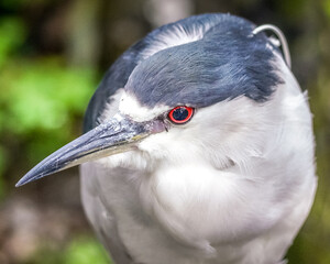 Black-crowned Night Heron closeup looking to the left.
