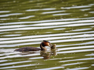 Great Crested Grebe With a Fish