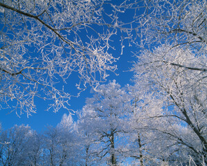 Low angle view of beautiful white trees against blue sky