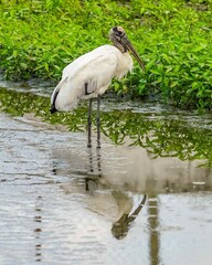 A graceful wood stork wades in a Central Florida pond, patiently fishing for food. Its long beak and poised stance capture the essence of this unique wetland bird as it forages in its natural habitat.