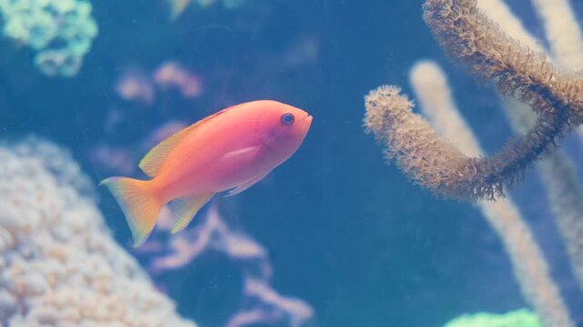 Sea Goldie also known as Lyretail Anthias Swimming in the Deep Water. Colorful Fish in the Aquarium. Slow Motion 4K Close Up Shot. Water Reflections are Visible.