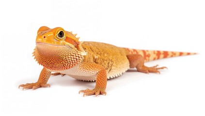 Obraz premium Orange Bearded Dragon Isolated on a White Backdrop