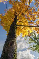 Vibrant Golden Maple Tree Canopy Against a Deep Blue Sky
