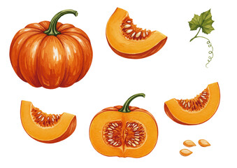Watercolor-style pumpkin illustration_Orange／かぼちゃ