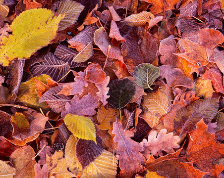 Full frame shot of colorful autumn leaves