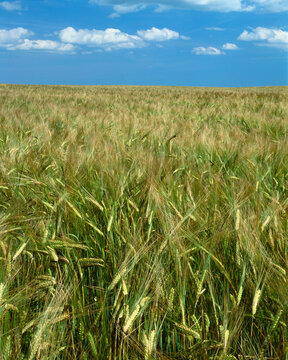 Beautiful view of crops in field against sky