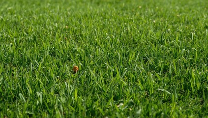 Lush green lawn under bright sunlight in an open area