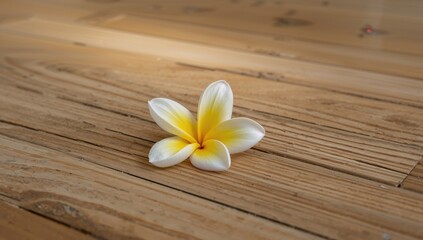 Fototapeta premium Yellow frangipani blossom with white-edged petals resting on wooden surface
