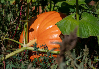 pumpkin in the garden