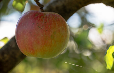 apples on a branch