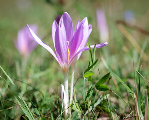 spring crocus flowers