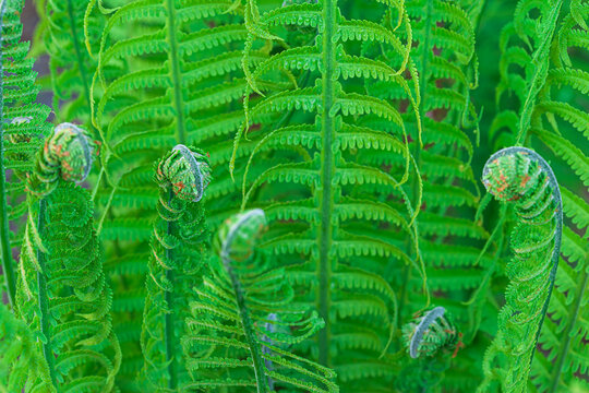 Close-up shot of Ostrich ferns in forest