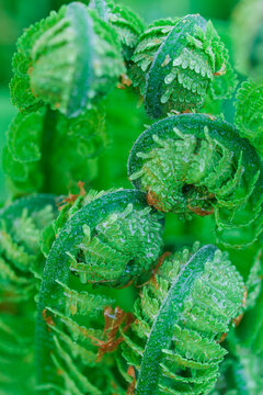 Close-up shot of Ostrich fern