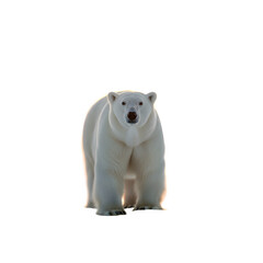 Majestic polar bear facing forward powerfully evokes Arctic wilderness and conservation themes, perfect for nature and wildlife campaigns or environmental projects