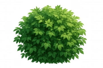 Lush green foliage shrub with abundant leaves, a vibrant plant element for garden and nature designs